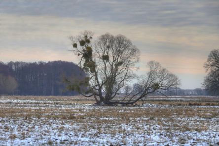 Winterfoto von Czeslaw Gorski-054_weiden auf der winterwiese